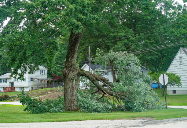 Best Hazardous Tree Removal  in Lake Kiowa, TX