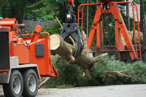 Best Tree Disease Treatment  in Lake Kiowa, TX