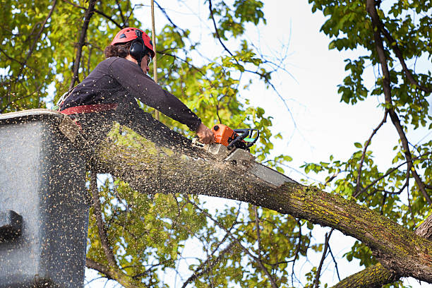 Best Tree Maintenance Programs  in Lake Kiowa, TX